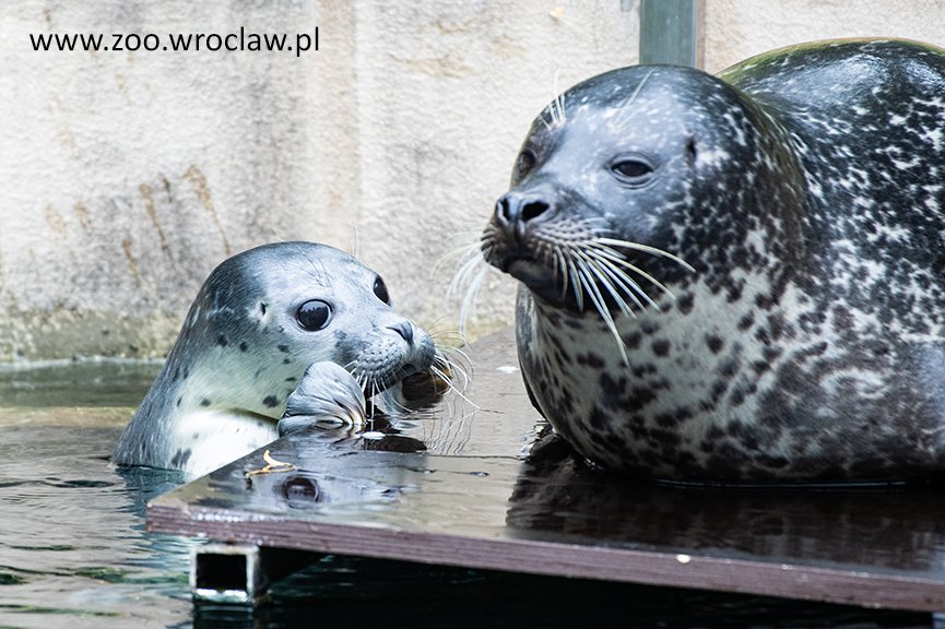 mae-foczki-we-wrocawskim-zoo-98173