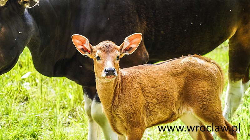 dwa-mae-bantengi-98374