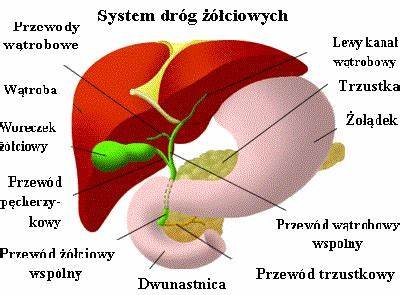 dzien-watroby-98410