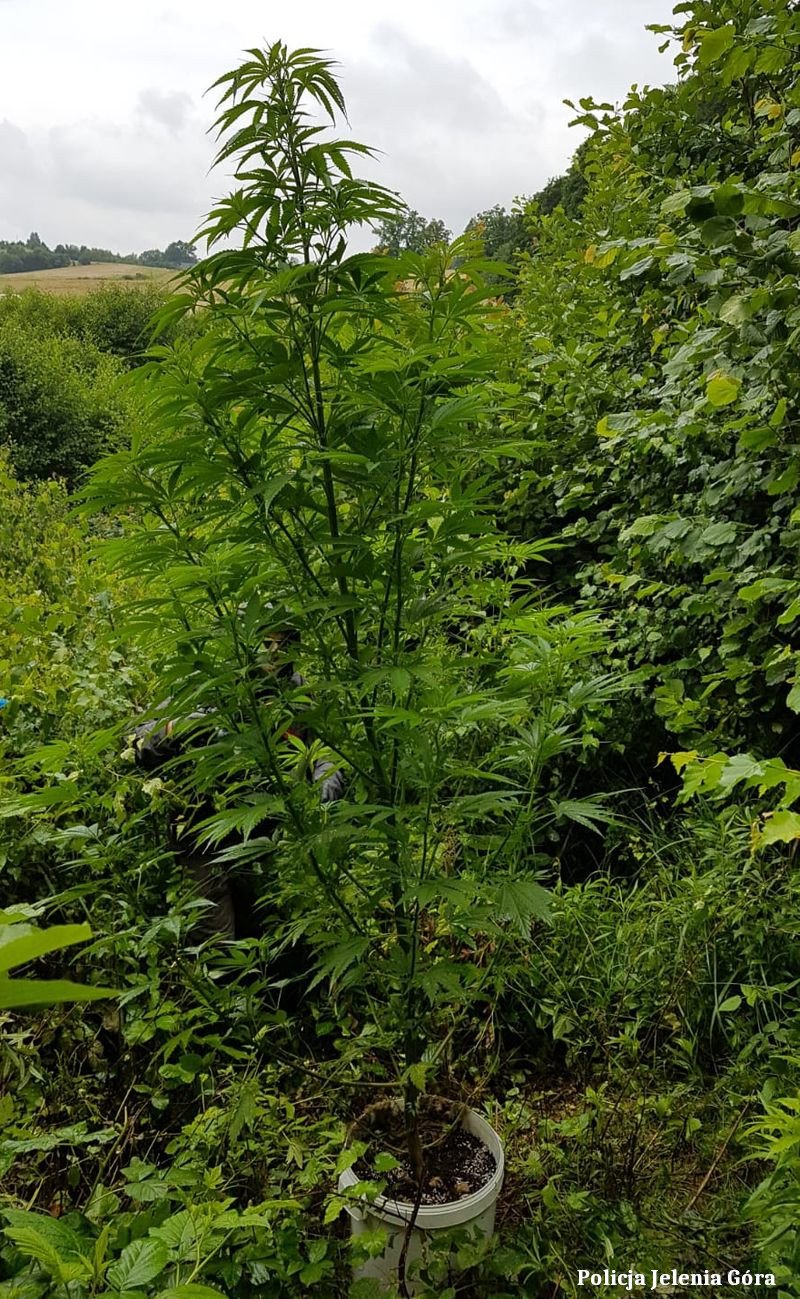 nielegalna-uprawa-w-lesie-98844