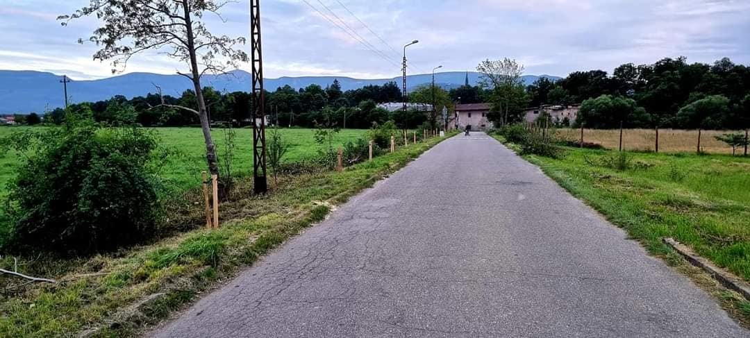 na-alei-jarzebinowej-znowu-beda-jarzebiny-99191