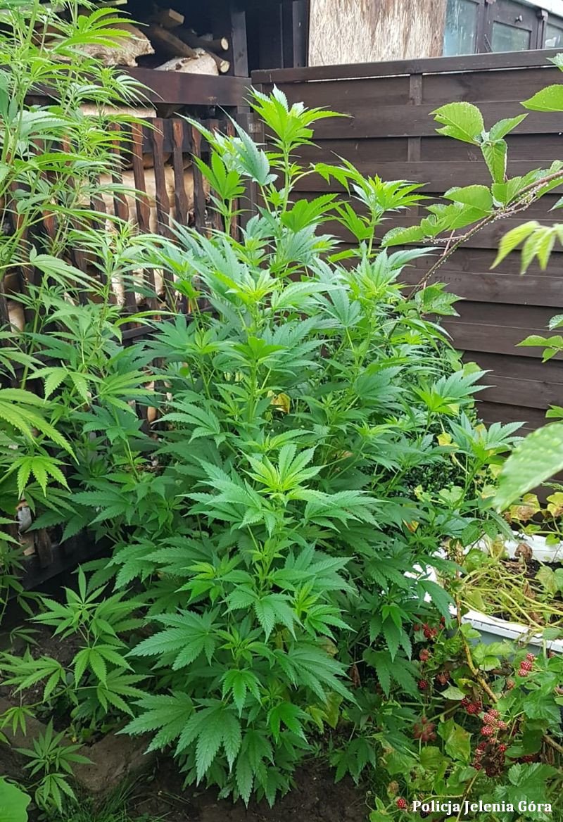 uprawa-konopi-w-ogrodzie-marihuana-w-mieszkaniu-99200