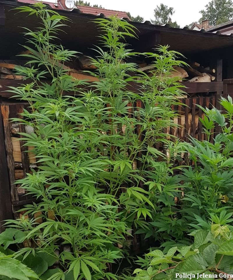 uprawa-konopi-w-ogrodzie-marihuana-w-mieszkaniu-99200