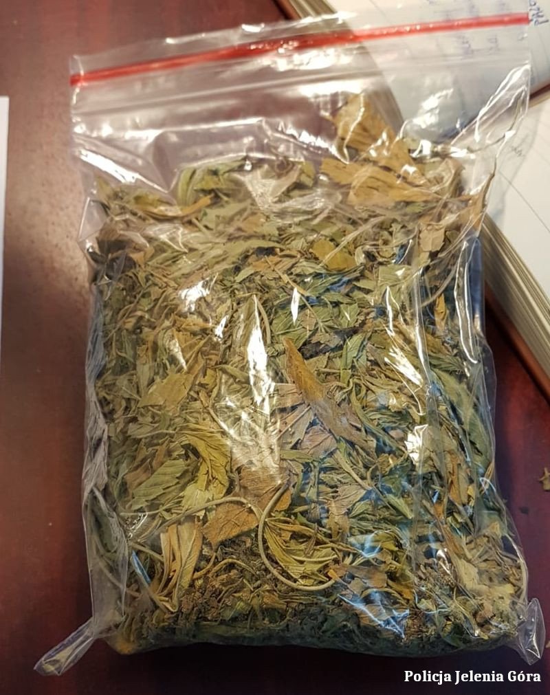uprawa-konopi-w-ogrodzie-marihuana-w-mieszkaniu-99200