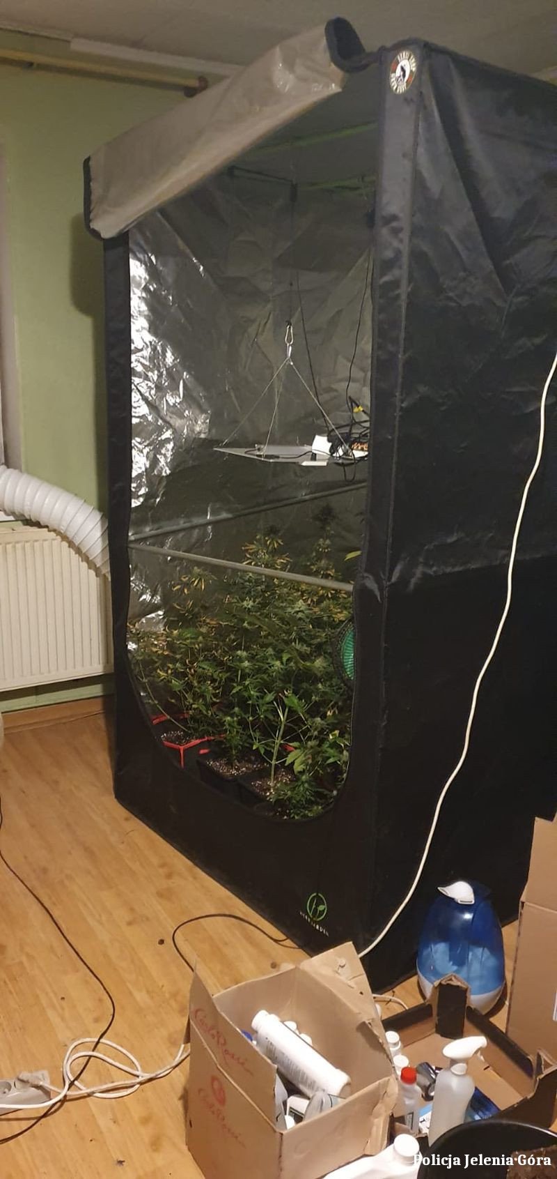 plantacja-konopi-indyjskich-zostaa-zlikwidowana-99431