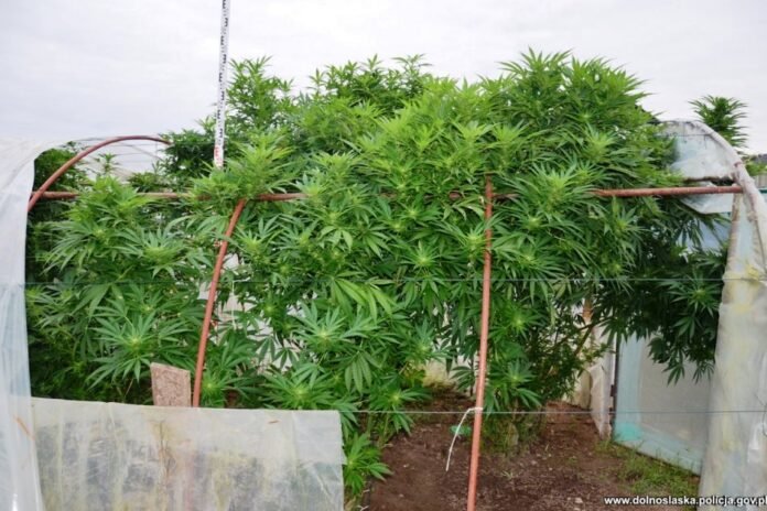 pomidory-z-marihuana-99799