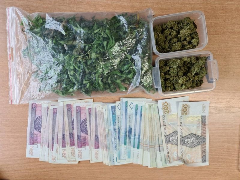 kolejna-plantacja-konopi-indyjskich-zlikwidowana-99823