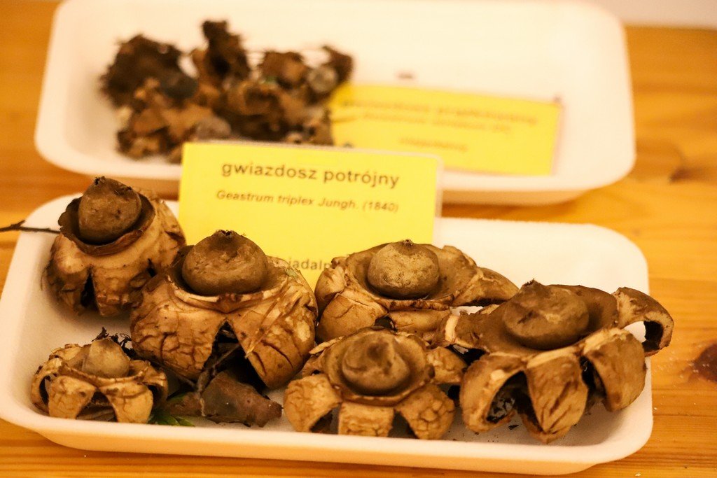 grzyby-na-wystawie-99957
